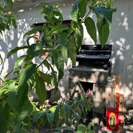 Petite Maison Et Son Jardinet * Анже
